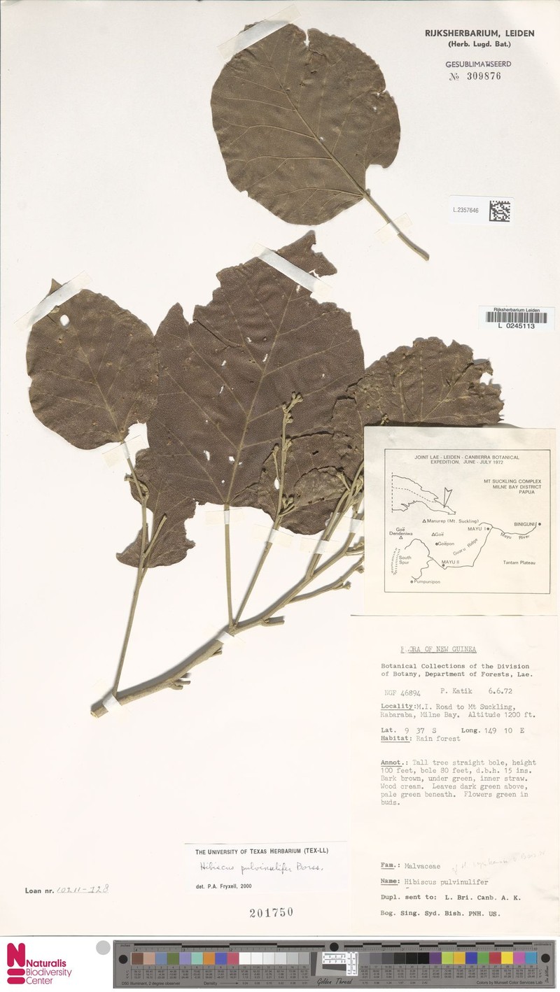 Hibiscus pulvinulifer photo 2