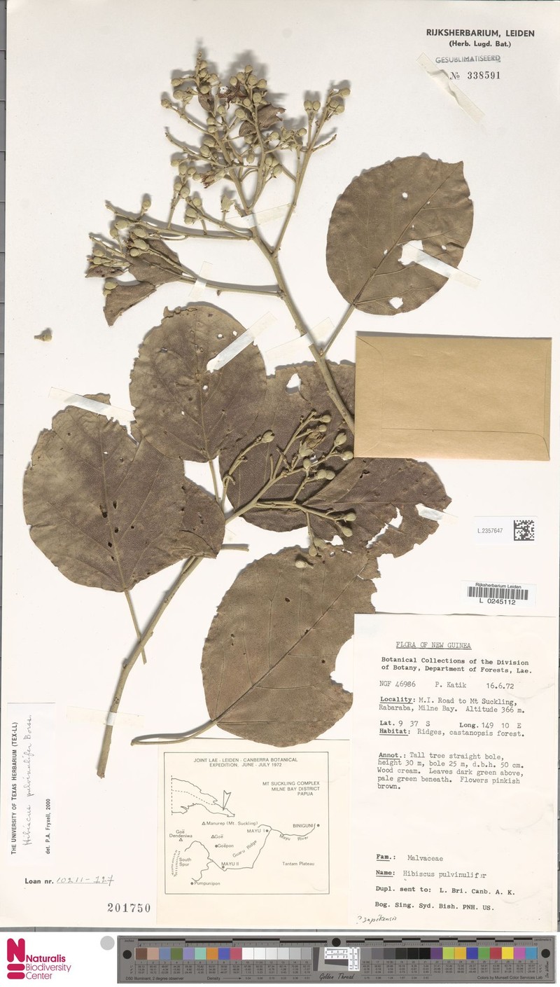 Hibiscus pulvinulifer photo 3