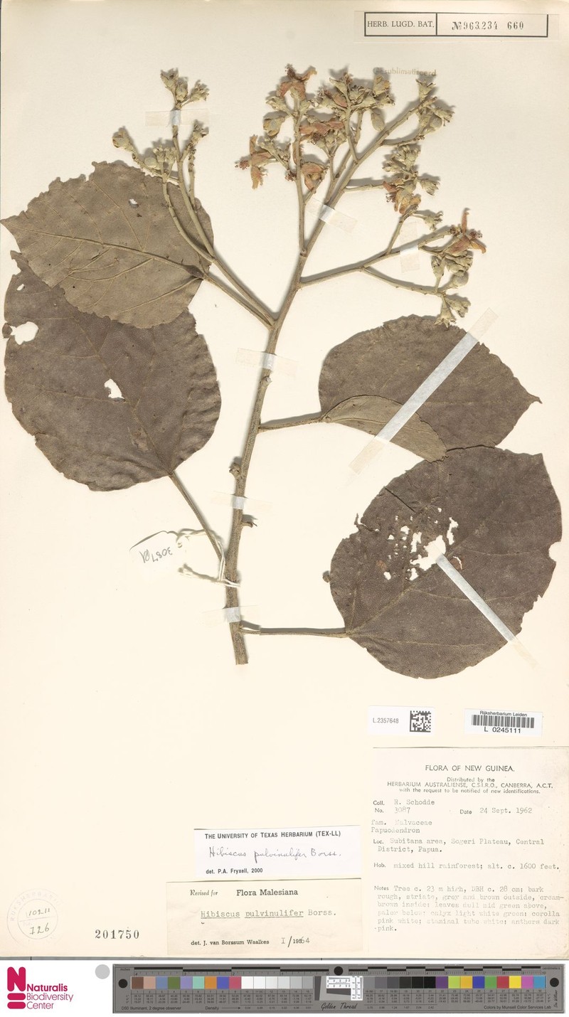 Hibiscus pulvinulifer photo 4