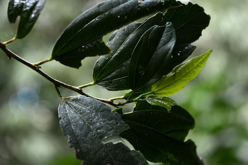 Hibiscus purpusii photo 2