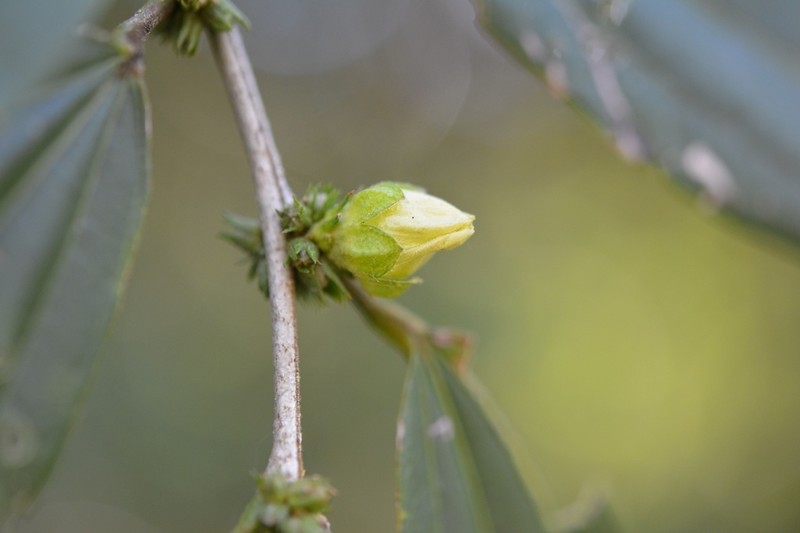 Hibiscus purpusii photo 5