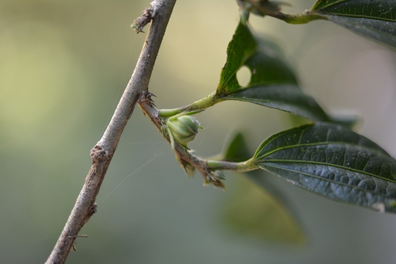 Hibiscus purpusii photo 6