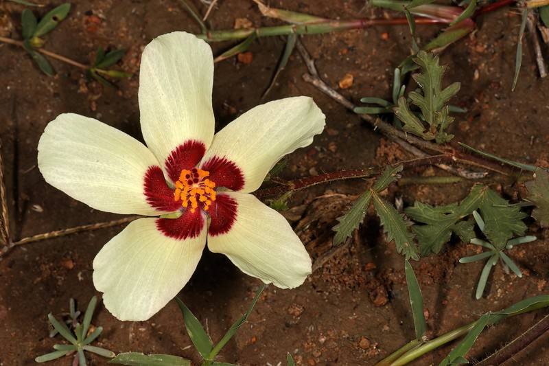 Hibiscus pusillus