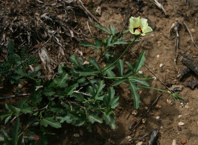 Hibiscus pusillus photo 2