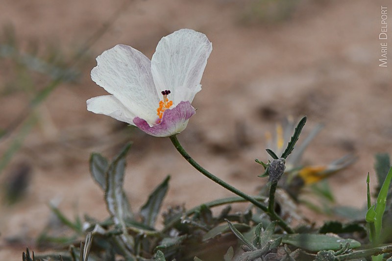Hibiscus pusillus photo 3