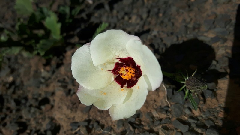 Hibiscus pusillus photo 4