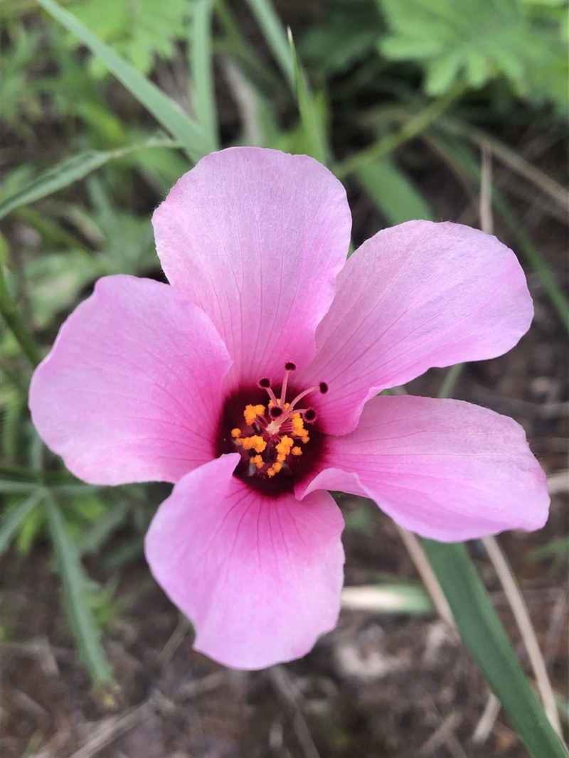 Hibiscus pusillus photo 5