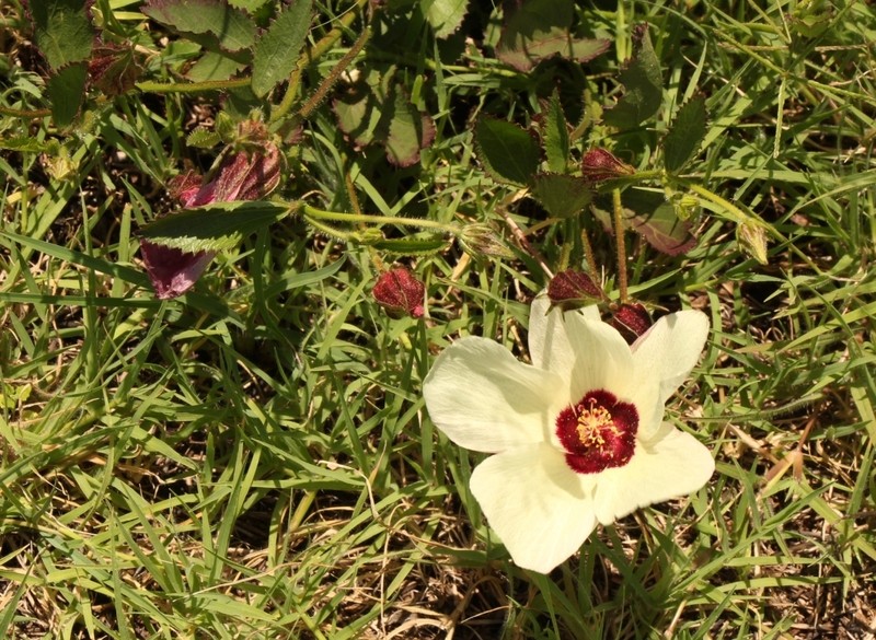 Hibiscus pusillus photo 6
