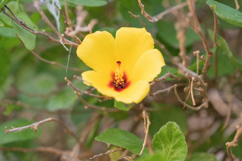 Hibiscus quattenensis