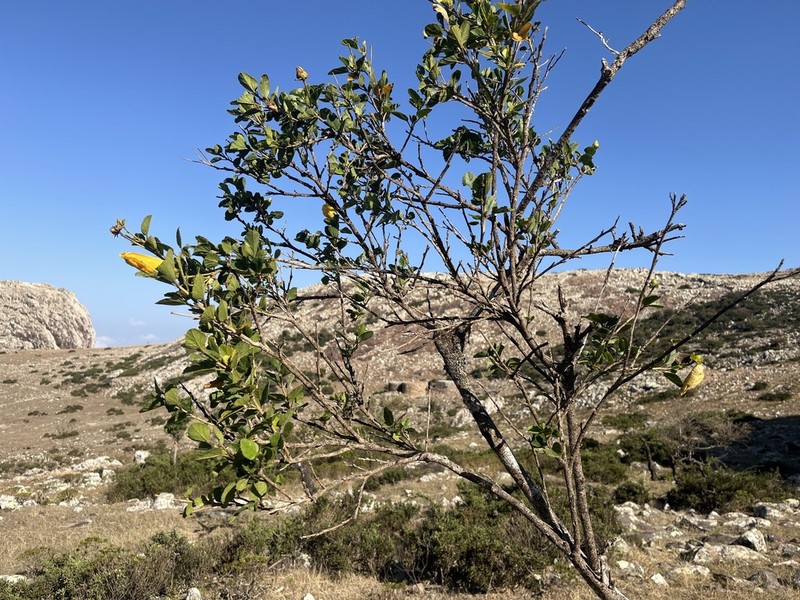 Hibiscus quattenensis photo 3