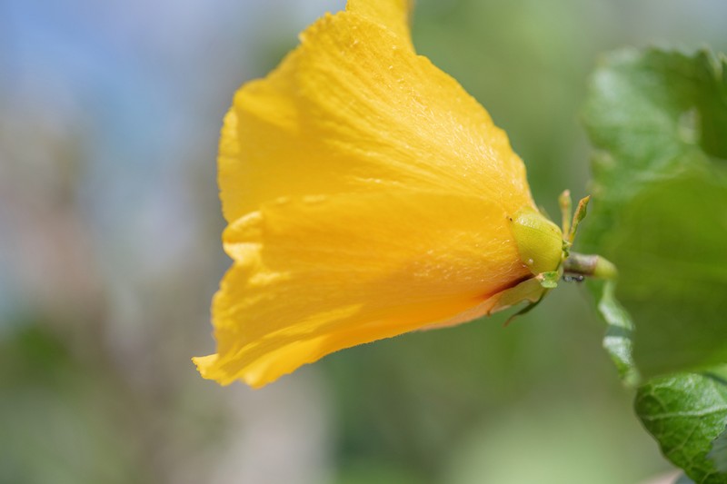 Hibiscus quattenensis photo 5