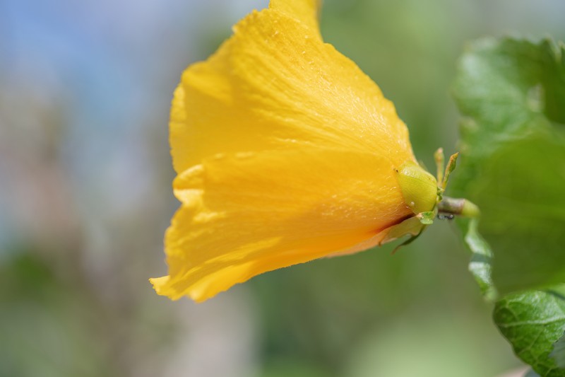 Hibiscus quattenensis photo 7