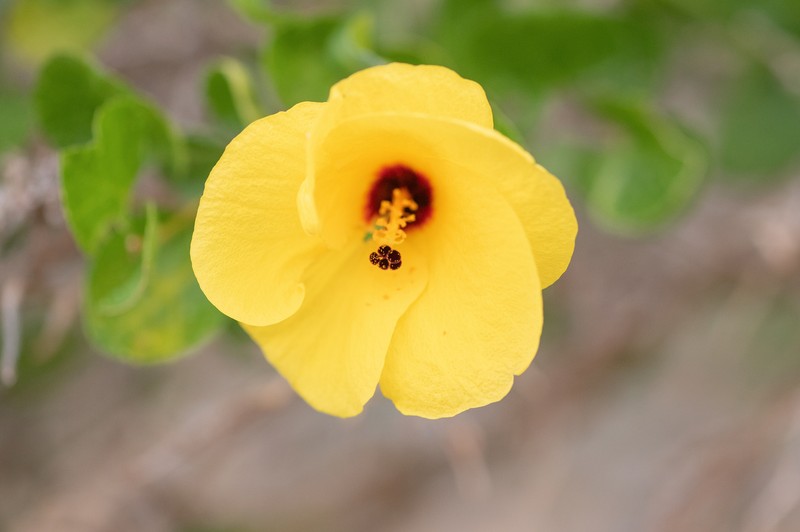 Hibiscus quattenensis photo 8
