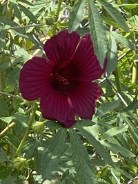 Monarch Rosemallow