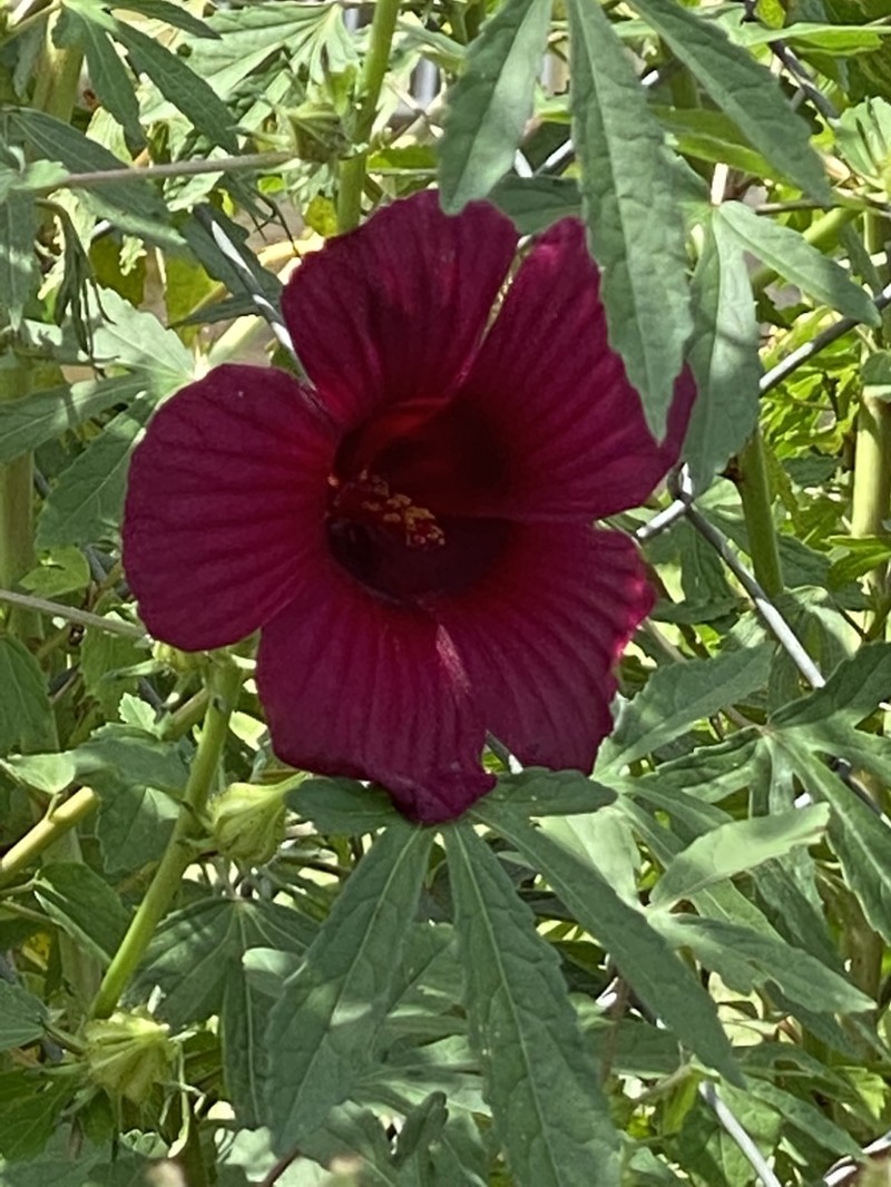 Monarch Rosemallow