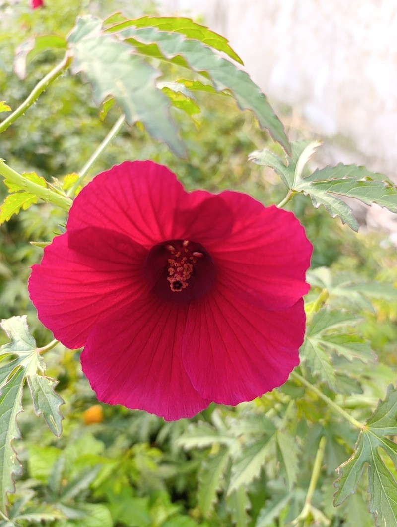 Monarch Rosemallow photo 2