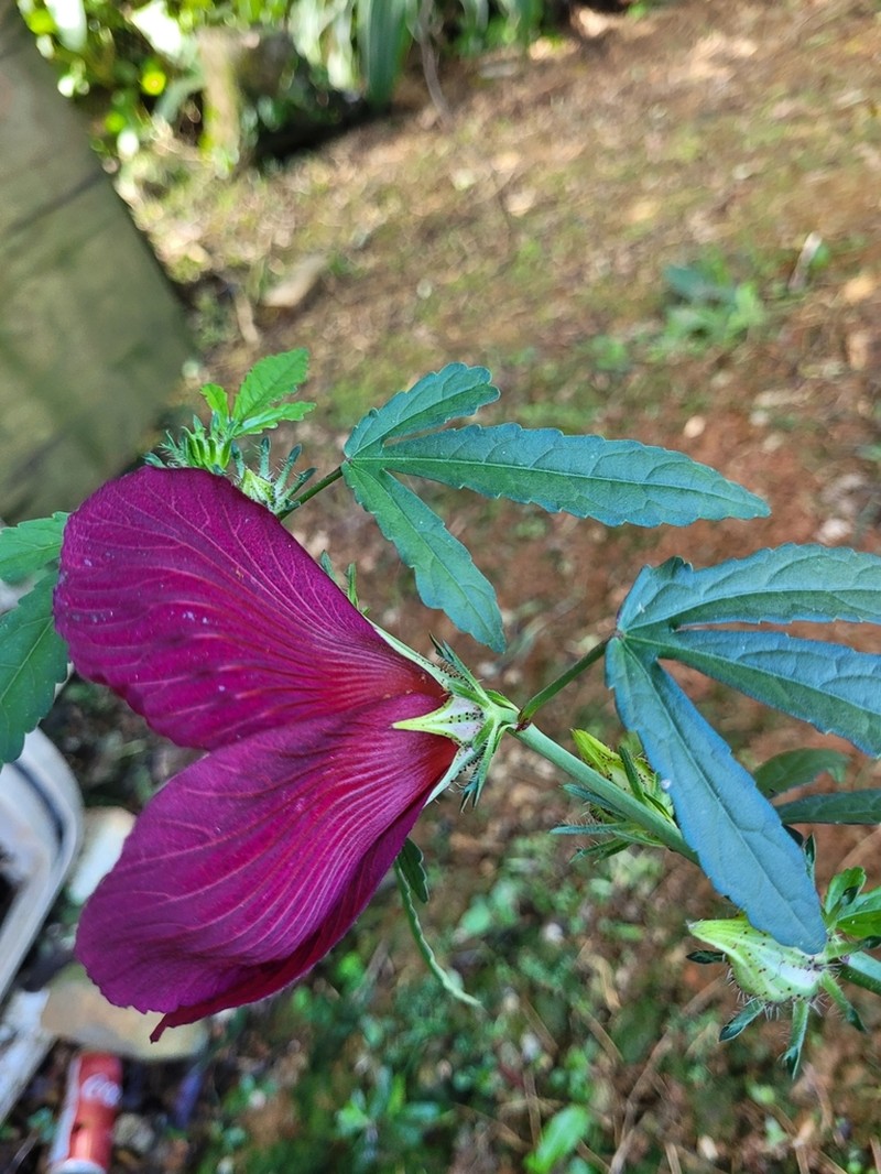 Monarch Rosemallow photo 3