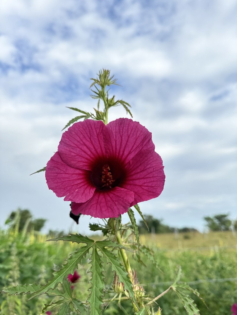 Monarch Rosemallow photo 4