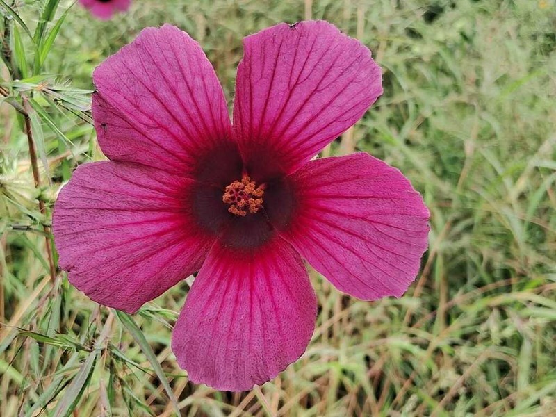 Monarch Rosemallow photo 6