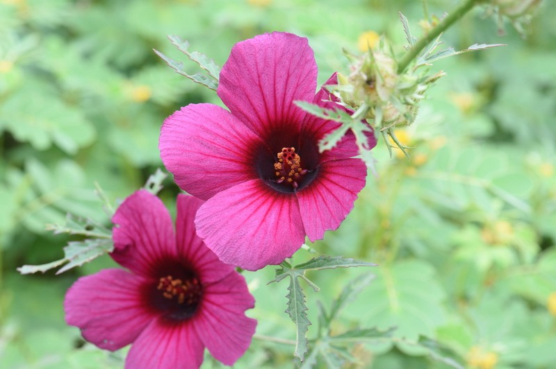 Monarch Rosemallow photo 7