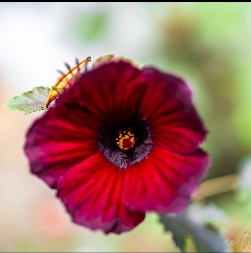 Monarch Rosemallow photo 8
