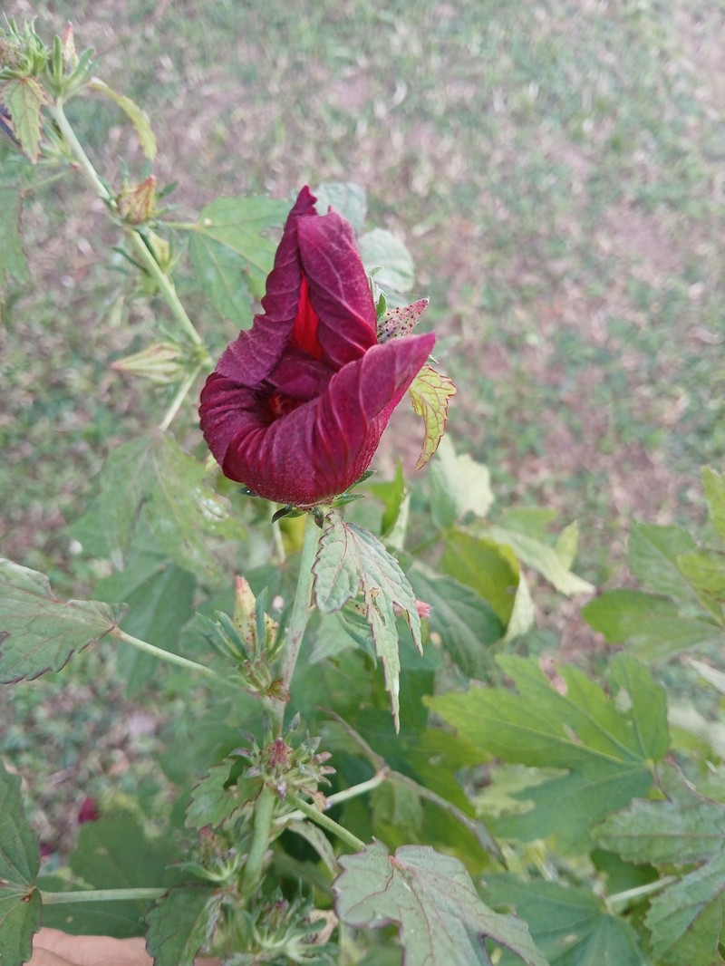 Monarch Rosemallow photo 3