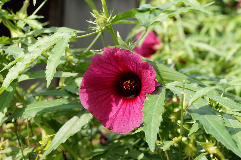 Monarch Rosemallow photo 4