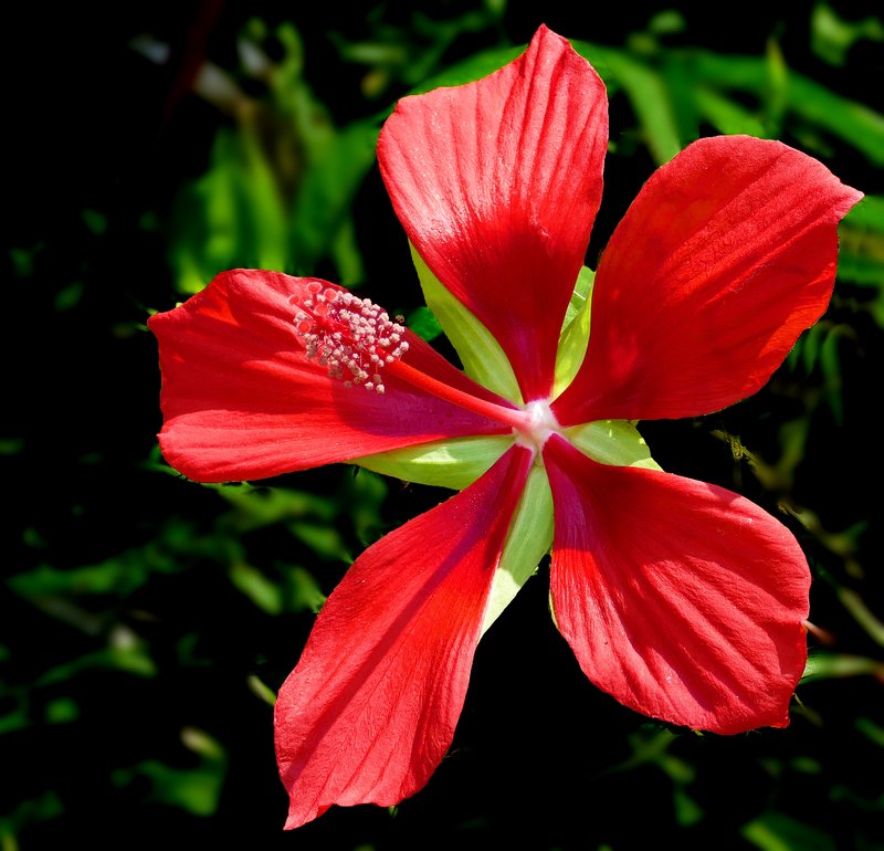Monarch Rosemallow photo 6