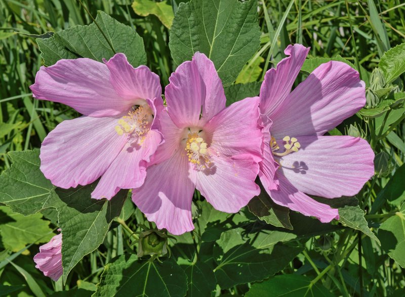 Monarch Rosemallow photo 7