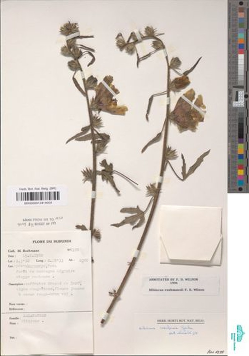 Hibiscus reekmansii