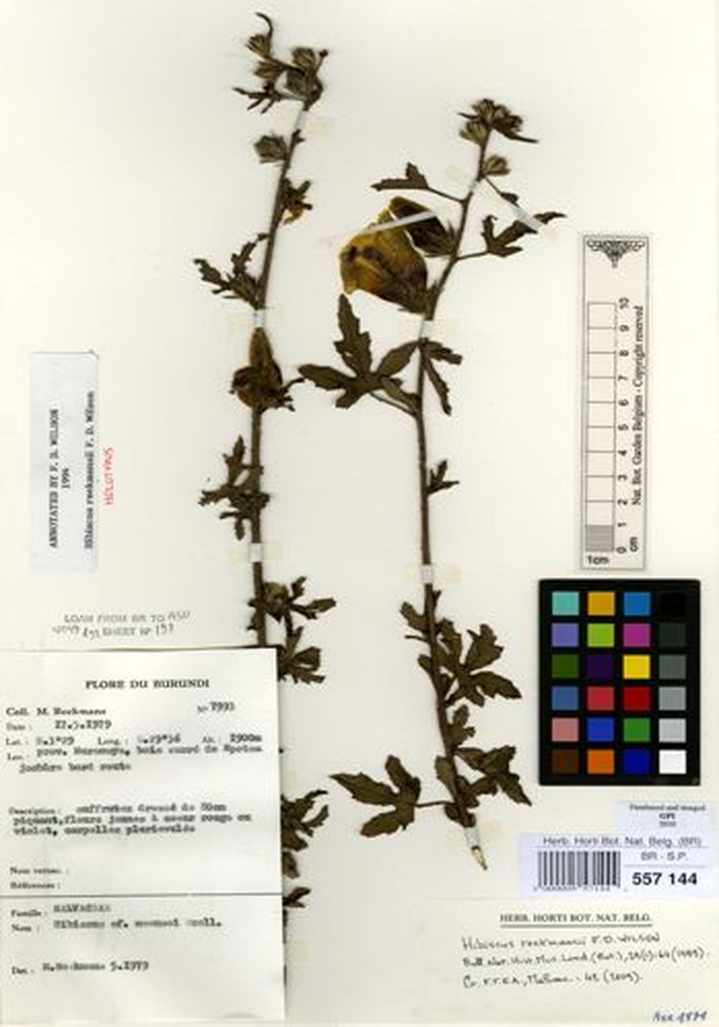 Hibiscus reekmansii photo 2