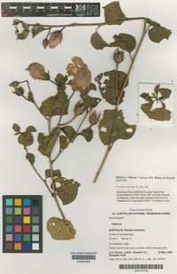 Hibiscus reflexus