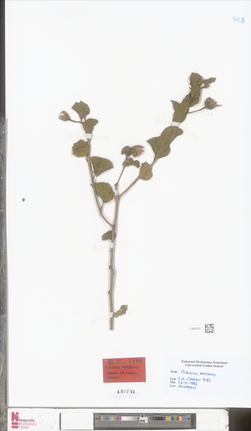 Hibiscus reflexus photo 2