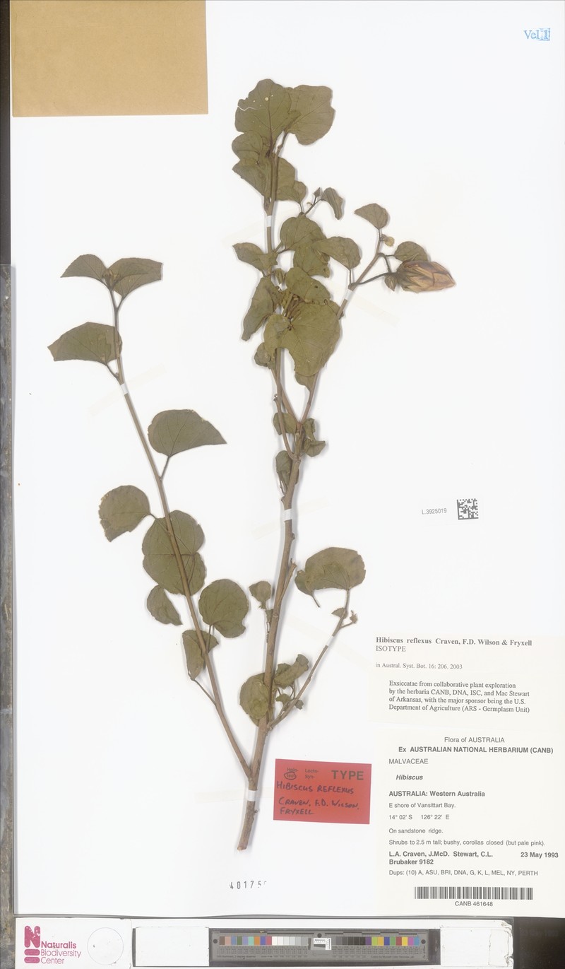 Hibiscus reflexus photo 3