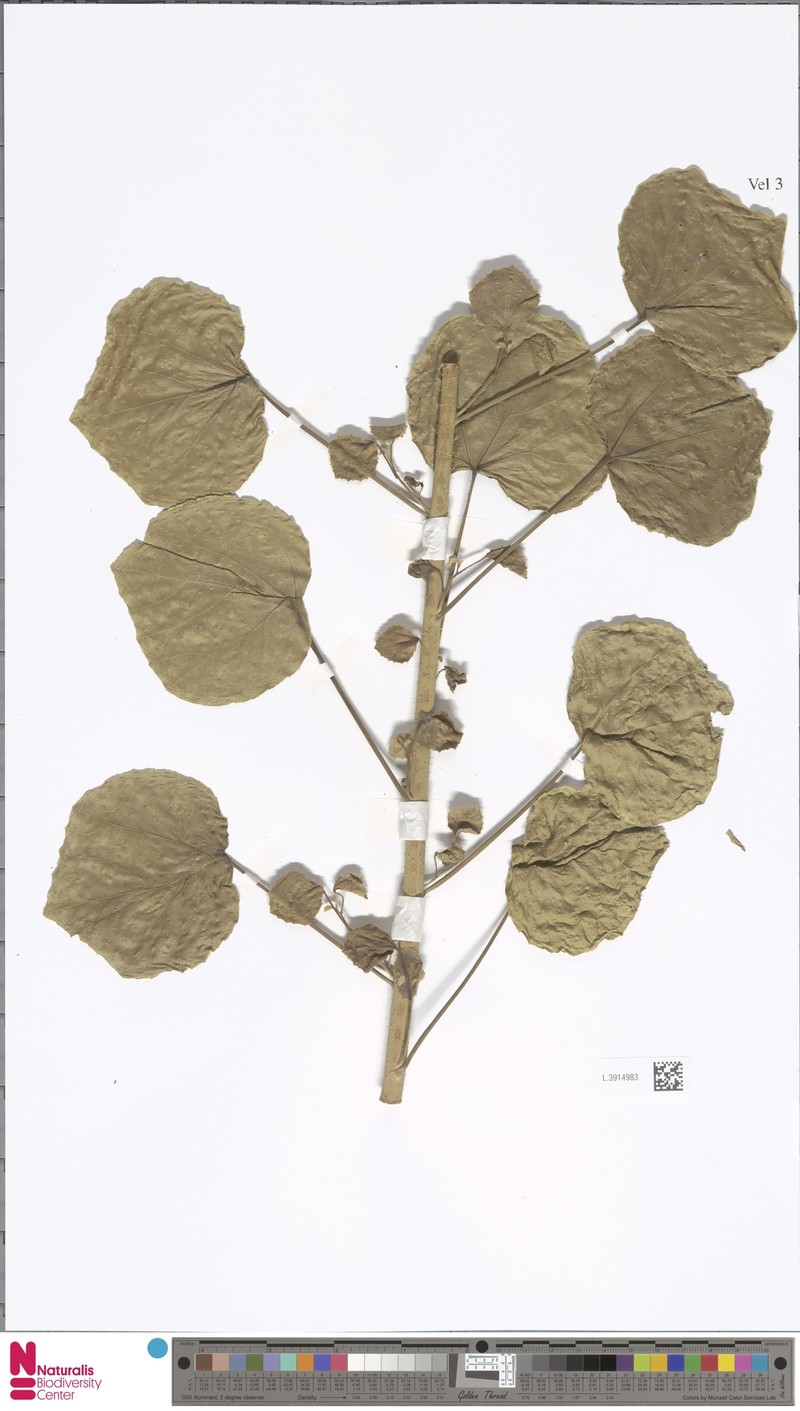 Hibiscus reflexus photo 4