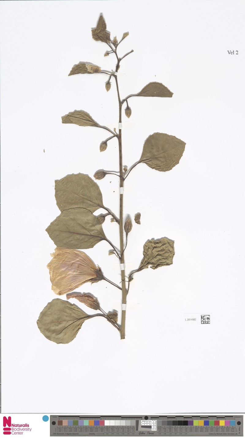 Hibiscus reflexus photo 5
