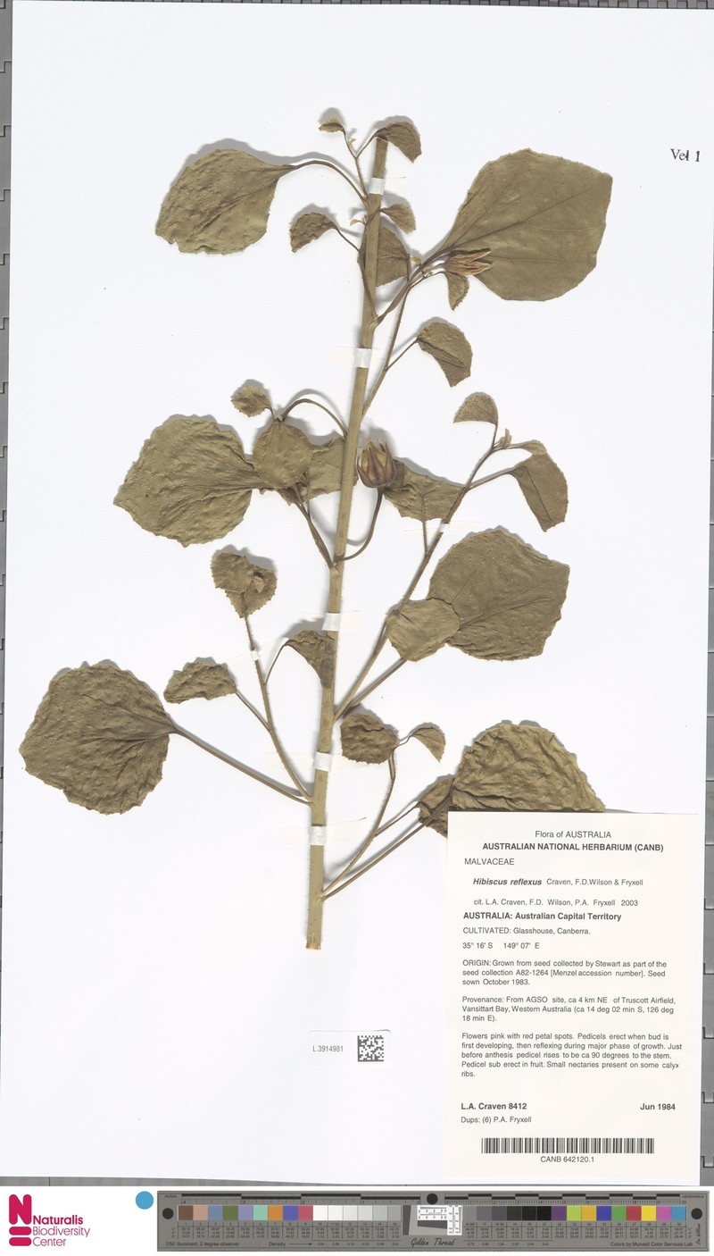 Hibiscus reflexus photo 6