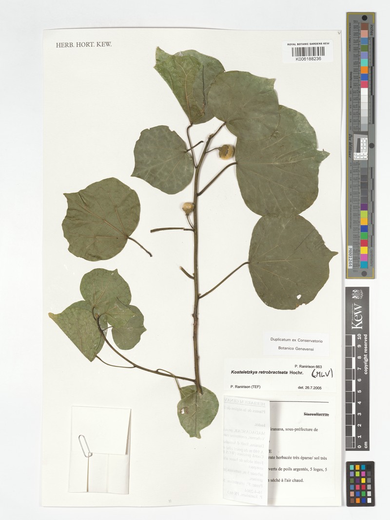 Hibiscus retrobracteatus
