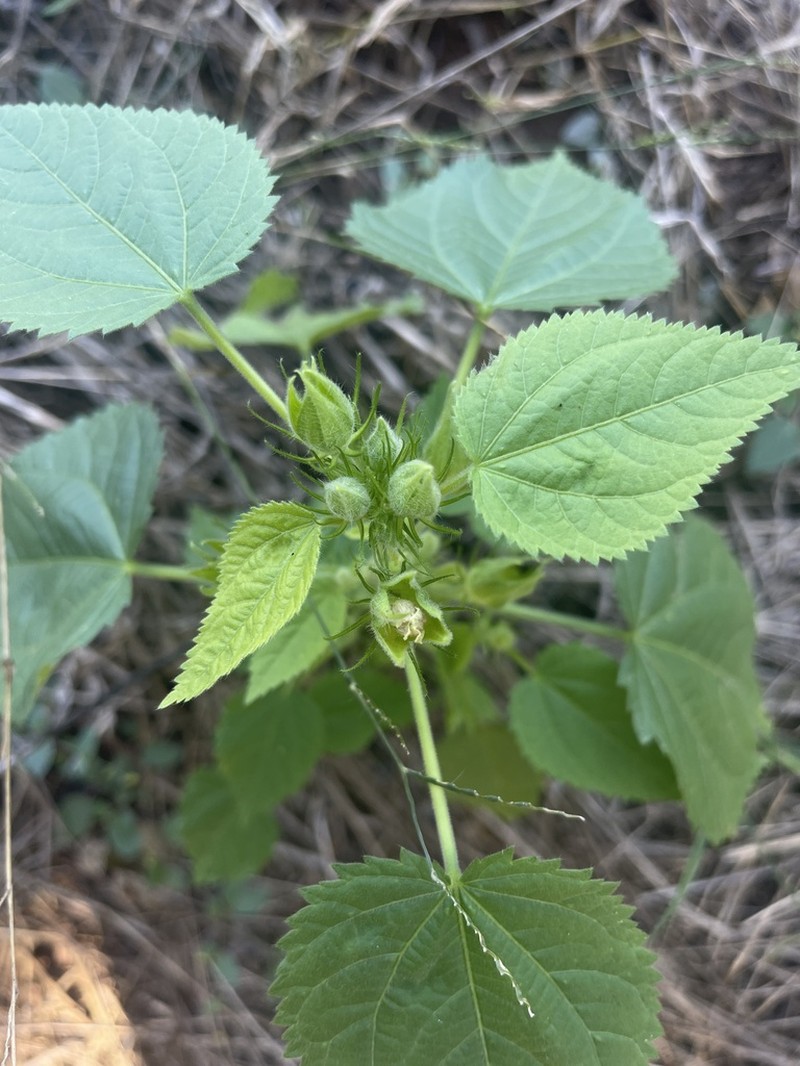 Hibiscus rhabdotospermus photo 2