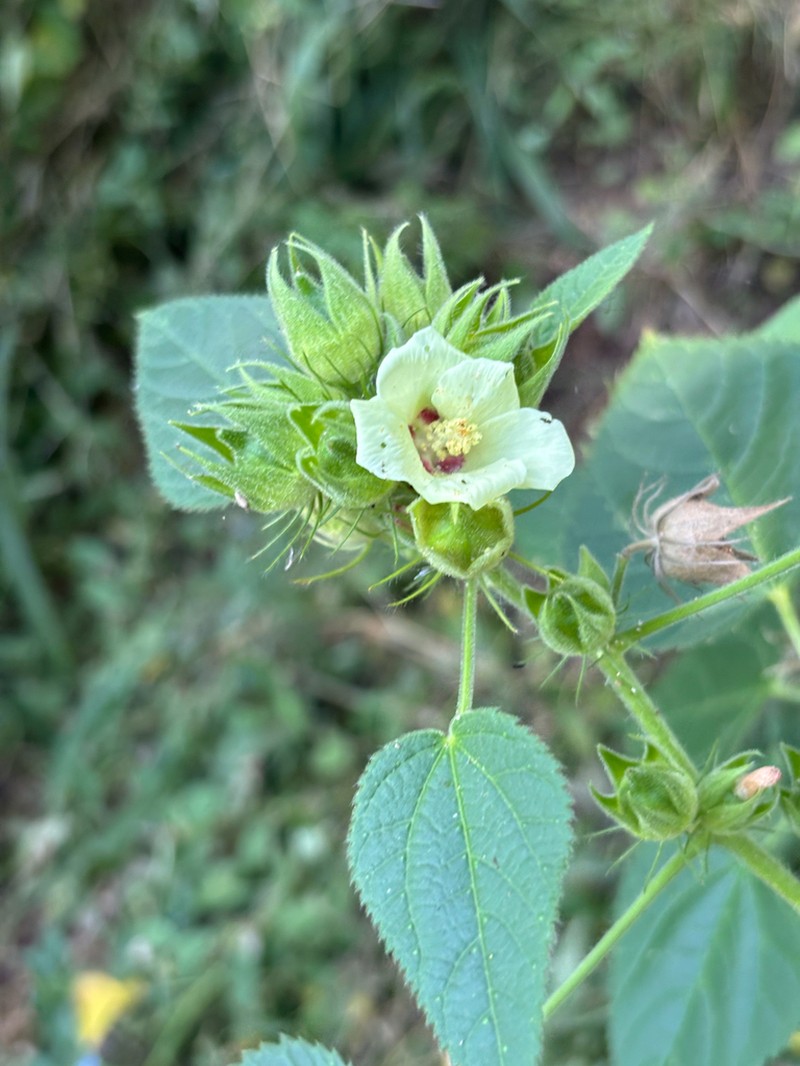 Hibiscus rhabdotospermus photo 3