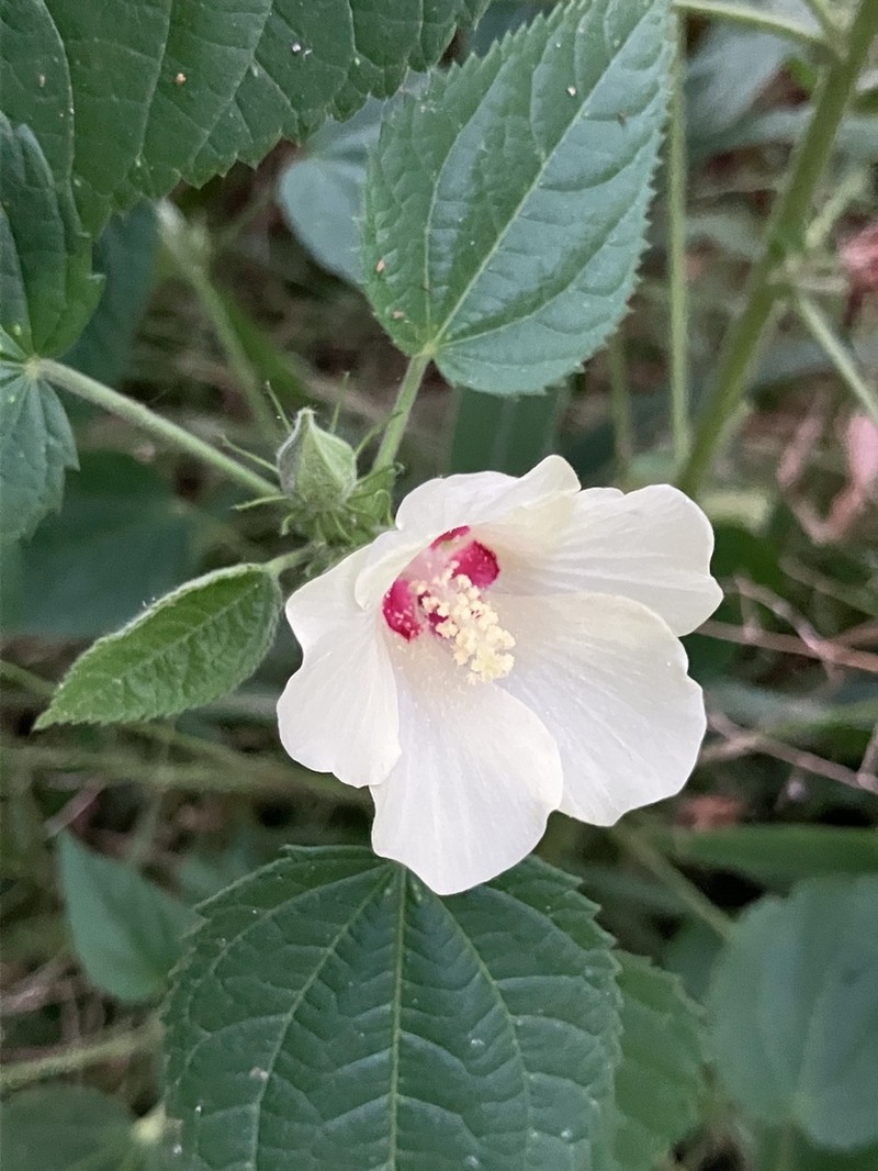 Hibiscus rhabdotospermus photo 4