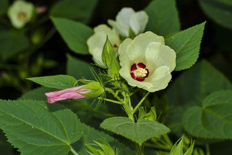 Hibiscus rhabdotospermus photo 5