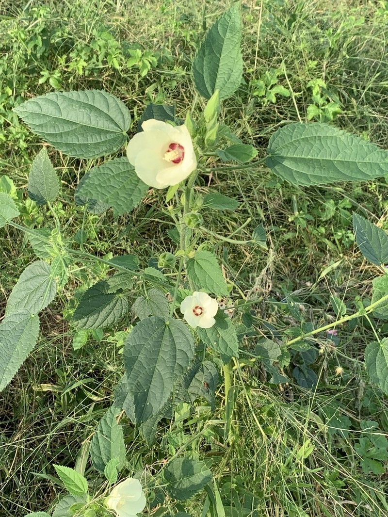 Hibiscus rhabdotospermus photo 6