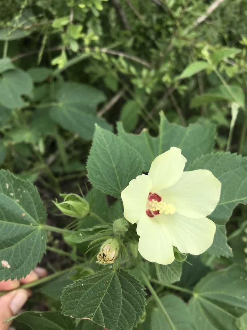 Hibiscus rhabdotospermus photo 7