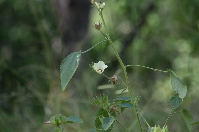 Hibiscus rhabdotospermus photo 8