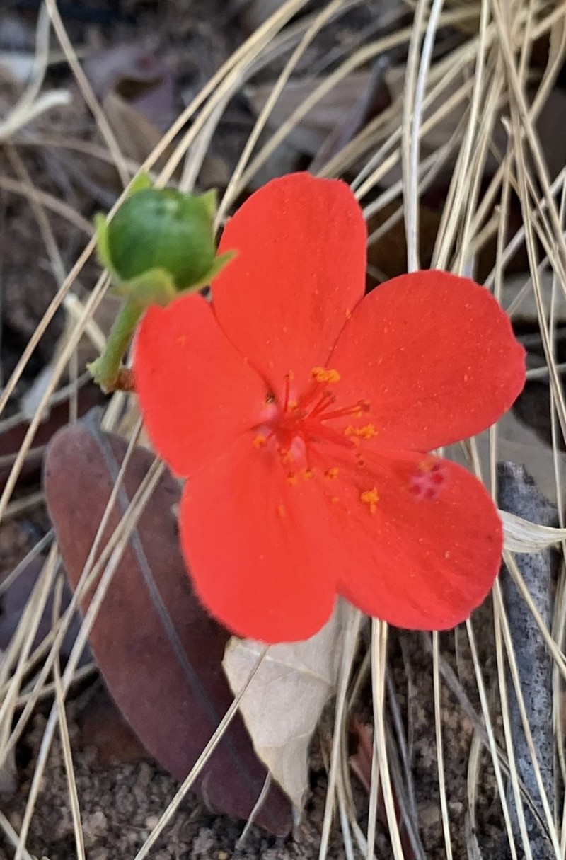 Hibiscus rhodanthus
