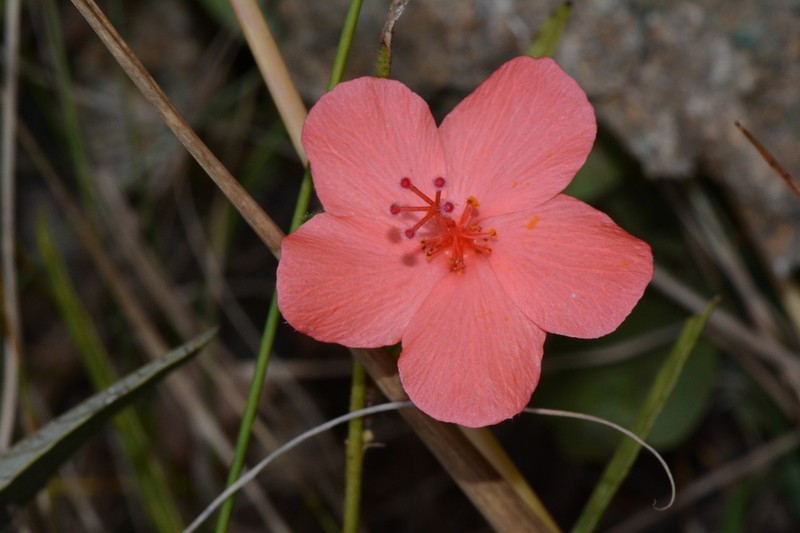 Hibiscus rhodanthus photo 2