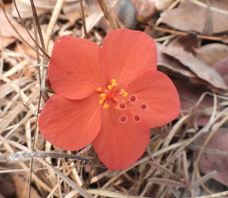 Hibiscus rhodanthus photo 3