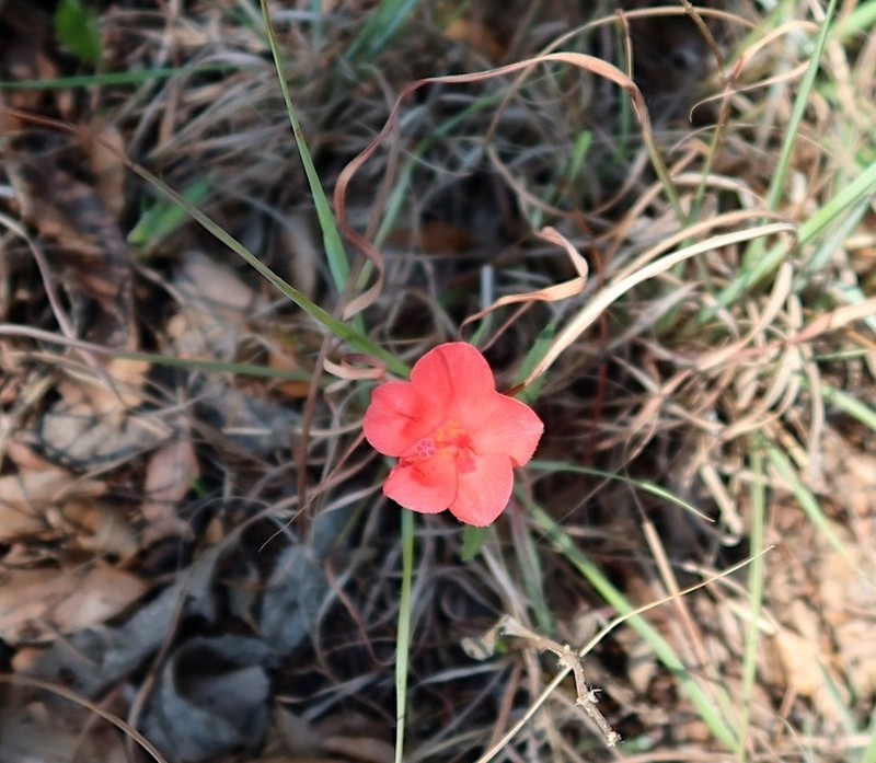 Hibiscus rhodanthus photo 4