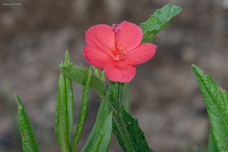 Hibiscus rhodanthus photo 6